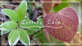 🅻🆄🅲🅺 Number • Lottery Winner’s Daily Lucky Affirmation Meditation • Relaxing Music Piano [upl. by Nail]