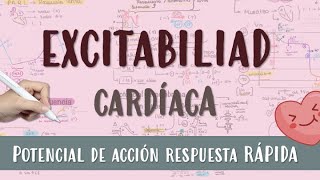 EXCITABILIDAD CARDIACA ❤️ POTENCIAL ACCIÓN RESPUESTA RÁPIDA [upl. by Beauregard]