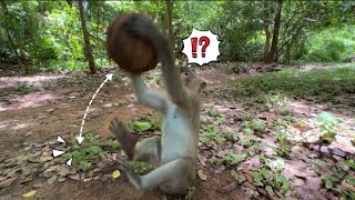 Smart monkey try to find a way to break a ripe coconut [upl. by Kcin720]