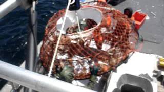 gulf snow crab fishing may 2009 [upl. by Fremont]