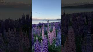 Road trip to see the lupins 🪻 lupin newzealand laketekapo mountcook [upl. by Ynotna]