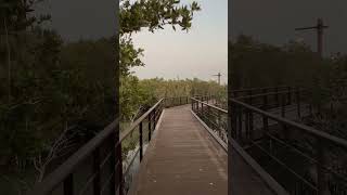 Jubail Mangrove Park Abu Dhabi [upl. by Curcio]