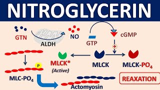 Nitroglycerin  Mechanism side effects precautions amp uses [upl. by Luckin]