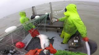 Bristol Bay Gillnetting Fv K4 2018 [upl. by Noscire]