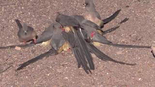 Whitebacked mousebirds in Loxton [upl. by Einhoj]