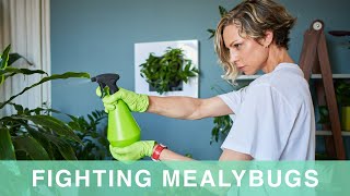 How To Get Rid Of Mealybugs On Houseplants [upl. by Ahsikrats413]