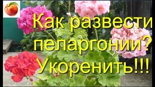 Пеларгония Герань Как осенью размножить черенками Pelargonium укоренение geranium variété [upl. by Mcquillin]