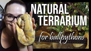 NATURAL LOOKING TERRARIUM For ball pythons [upl. by Adnicul]