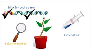 How to Make a Genetically Modified Plant [upl. by Ahseyk489]