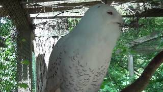 Snowy Owl Hooting [upl. by Adrienne]