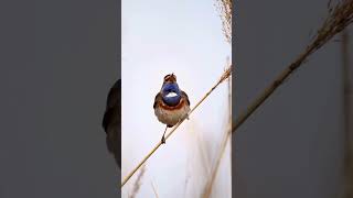 Bluethroat [upl. by Snoddy530]