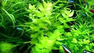 Bacopa caroliniana aquarium plants [upl. by Barbara-Anne]