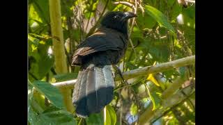 Centropus steerii Black hooded Coucal [upl. by Mcspadden390]