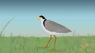 The Plover [upl. by Tartan]