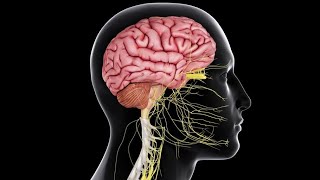 CNS 3  Receptors  Physiology Crash Course  DrNagi  Arabic [upl. by Gosselin]