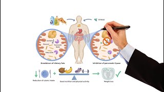 Pharmacology  WEIGHT LOSS DRUGS FOR OBESITY MADE EASY [upl. by Gross]