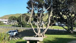 Surfing Wainui in Gisborne ￼ [upl. by Fesoj]