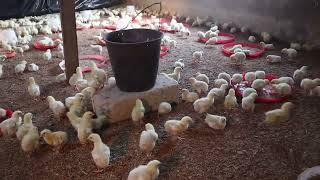 Causes of stunted growth or runt in broilers and how to control it [upl. by Naitsabas]