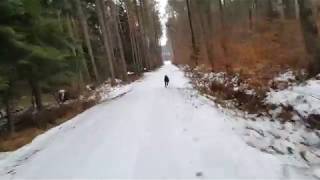 Chasing the german shorthaired pointer through forest in winter [upl. by Eceinal]