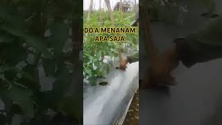 DOA MENANAM APA SAJA carabudidayatomat cara budidayacabe [upl. by Ynatsyd]