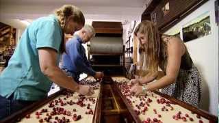 Massachusetts Cranberry Harvest  Americas Heartland [upl. by Hanford299]