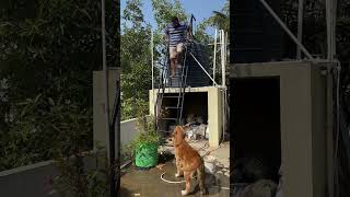 Benji asking dad to come down 🧿❤️ doglover puppy goldenretreiver [upl. by Rehpotsihrc]