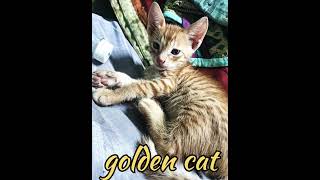 Golden cat very nice🐈youtubeshorts viralvlogzarts [upl. by Dazhehs]