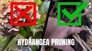 4 Minute Guide to Pruning Hydrangea Macrophylla [upl. by Iad116]