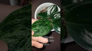 Scindapsus Treubii Dark Form Variegata [upl. by Akeryt657]