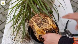 Repotting dracaena marginata dragon tree plant [upl. by Kaya860]