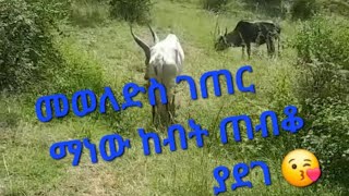 መወለድስ ገጠር ማነው ከብት ጠብቆ ያደገ [upl. by Luwana]