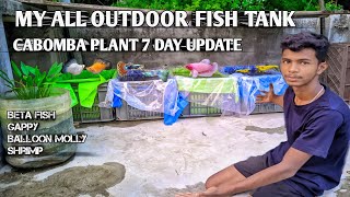 my all outdoor fish tank and cabomba plant update gappy molly betafish hindi cabomba [upl. by Telfer]