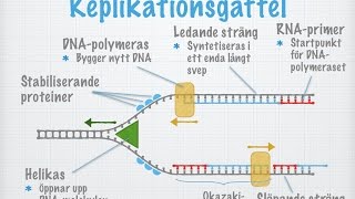 Hur DNAmolekylen kopieras replikeras gammal [upl. by Pablo325]