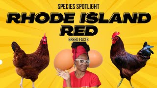 Rhode Island Red Chicken [upl. by Liuqa]