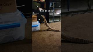 My lizard thinks that he is human [upl. by Cuthbertson903]