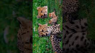 cheetah predator wildlife animals [upl. by Sokem474]