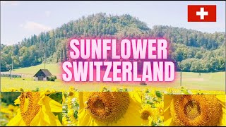 SUNFLOWER FIELD IN SWITZERLAND india phillipines indonesia subscribers subscribe switzerland [upl. by Kreda856]