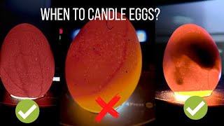 When to Candle Chicken Eggs  What is a Red Ring [upl. by Kellen521]