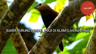 Suara Burung Bondol Haji Di Alam Lonchura Maja  Emprit Kaji [upl. by Aehsrop456]