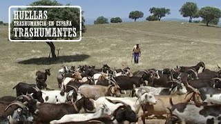 CABREROS TRASHUMANTES EXTREMEÑOS A la Sierra de la Vera [upl. by Asik379]