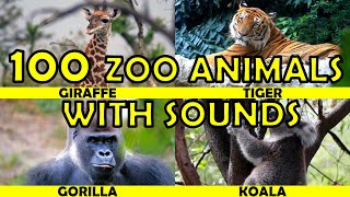 Zoo Animals and SOUND  Kids to Learn [upl. by Katie]