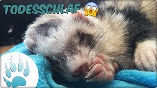 Frettchen im Todesschlaf  Ferret Deadsleep  Sazus Fellnasen [upl. by Novia]