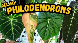 😮 My Entire Philodendron Collection 🌱 Melanochrysum Luxurians McDowell Strawberry 🤝  houseplants [upl. by Ahsai639]