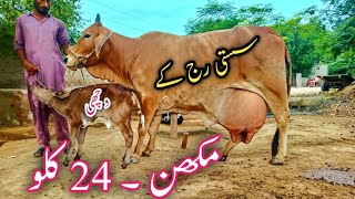 24 Kg Milking Cholistani Jersey Cow 🐄With Fresh Delivery For Sale 03040769739 Aug 05 2024 [upl. by Ettennej]