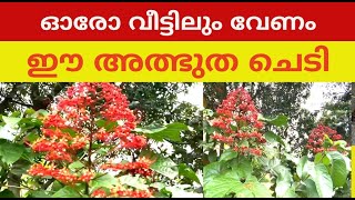 Clerodendrum paniculatum പൊള്ളൽ ചെടി [upl. by Suiremed]