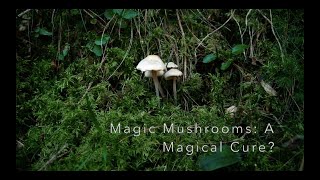 Magic mushrooms A magical cure for depression [upl. by Moreland860]