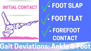 Gait Deviations Foot amp Ankle I Initial Contact of the Gait Cycle [upl. by Nhguav]