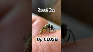 Ouch Ever been stung by a Sweat Bee nature outdoors outside wildlife gooutside bee bees [upl. by Pellegrini]