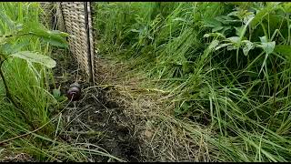 10 rare Pygmy Hogs released in Assam’s Manas National Park [upl. by Atiruam]