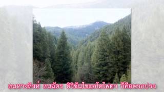 เพลง ดิวิชันพืช 2  ครูชุชีววิทยา COVER เพลงเผลอรักหมดใจ  บี้ เดอะสตาร์ [upl. by Quita76]